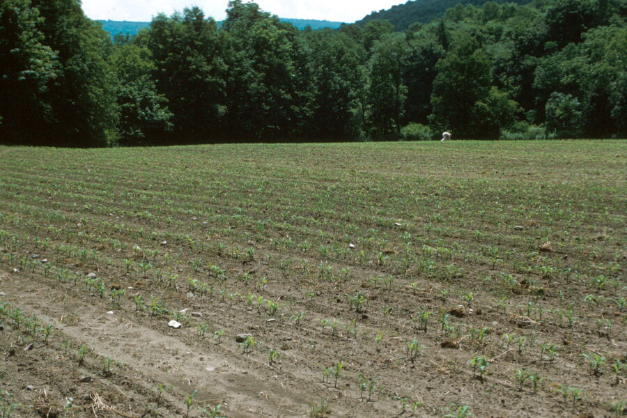 Hoye Site